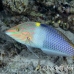 wrasse_checkerboard_sjc_si_h_0268_egy1909.jpg